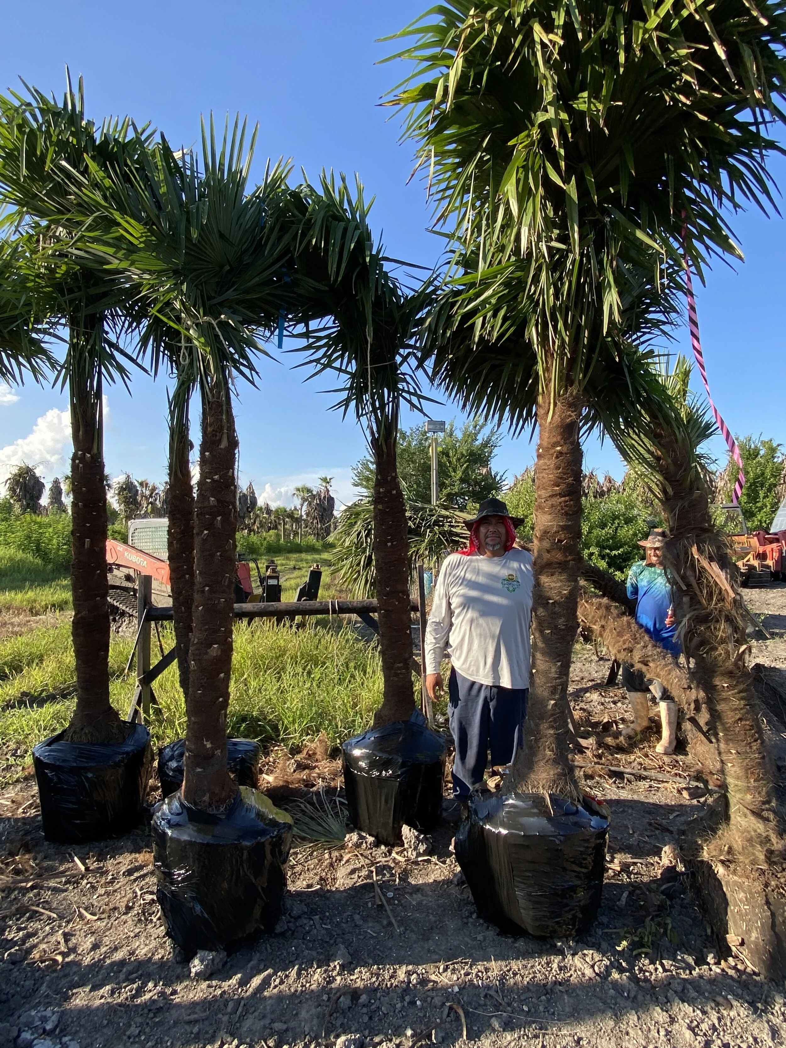 PALMS L WITCH MWGS-632Ｍ.MADAI LJ Certified Medjool Date Palms | Certified Zahidi Date Palms | Palm